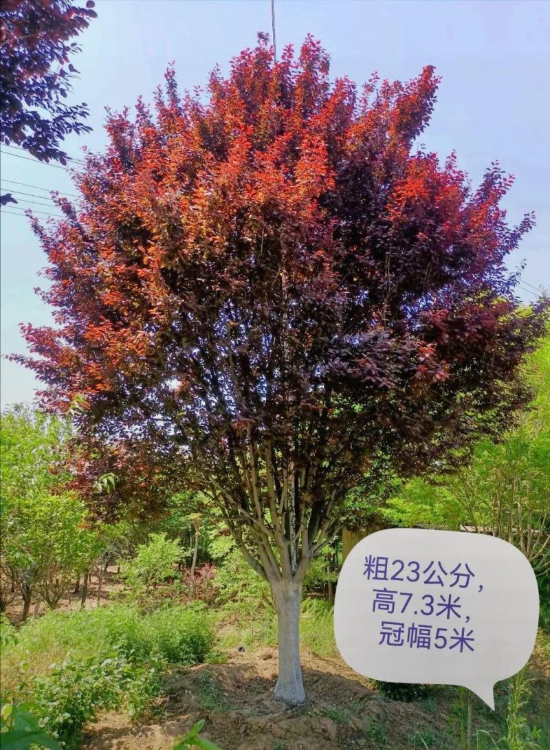 红叶李树苗红叶李球规格齐全大量现货2-15公分现货