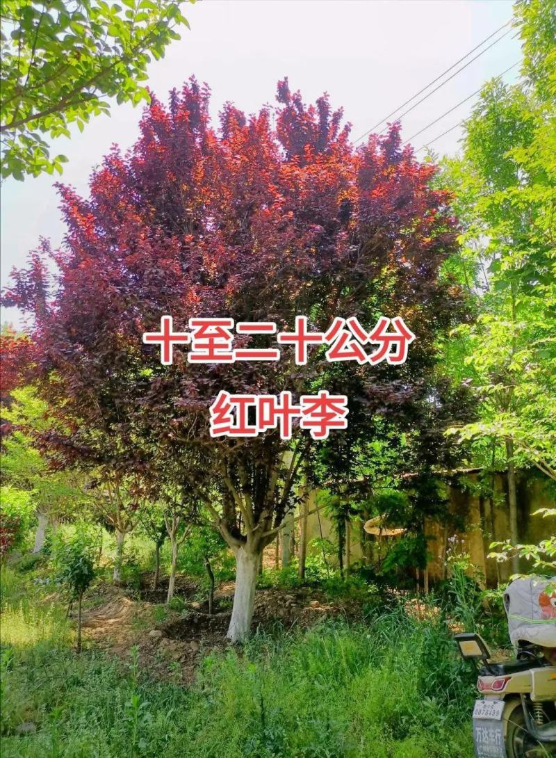 红叶李树苗红叶李球规格齐全大量现货2-15公分现货