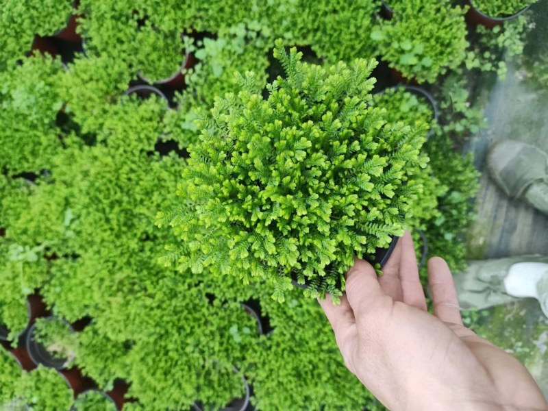 成都翠云草出售，情人草基地，双色杯基地现货