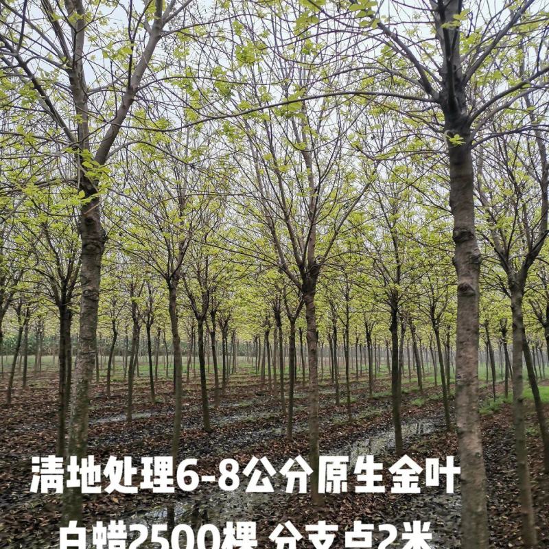 金叶白蜡3公分5公分8公分10公分规格齐全