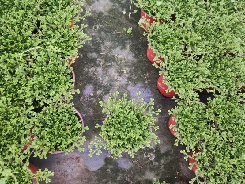 成都翠云草出售，情人草基地，双色杯基地现货