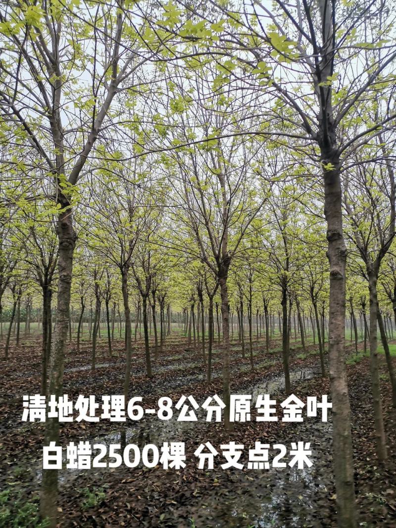 金叶白蜡3公分5公分8公分10公分规格齐全