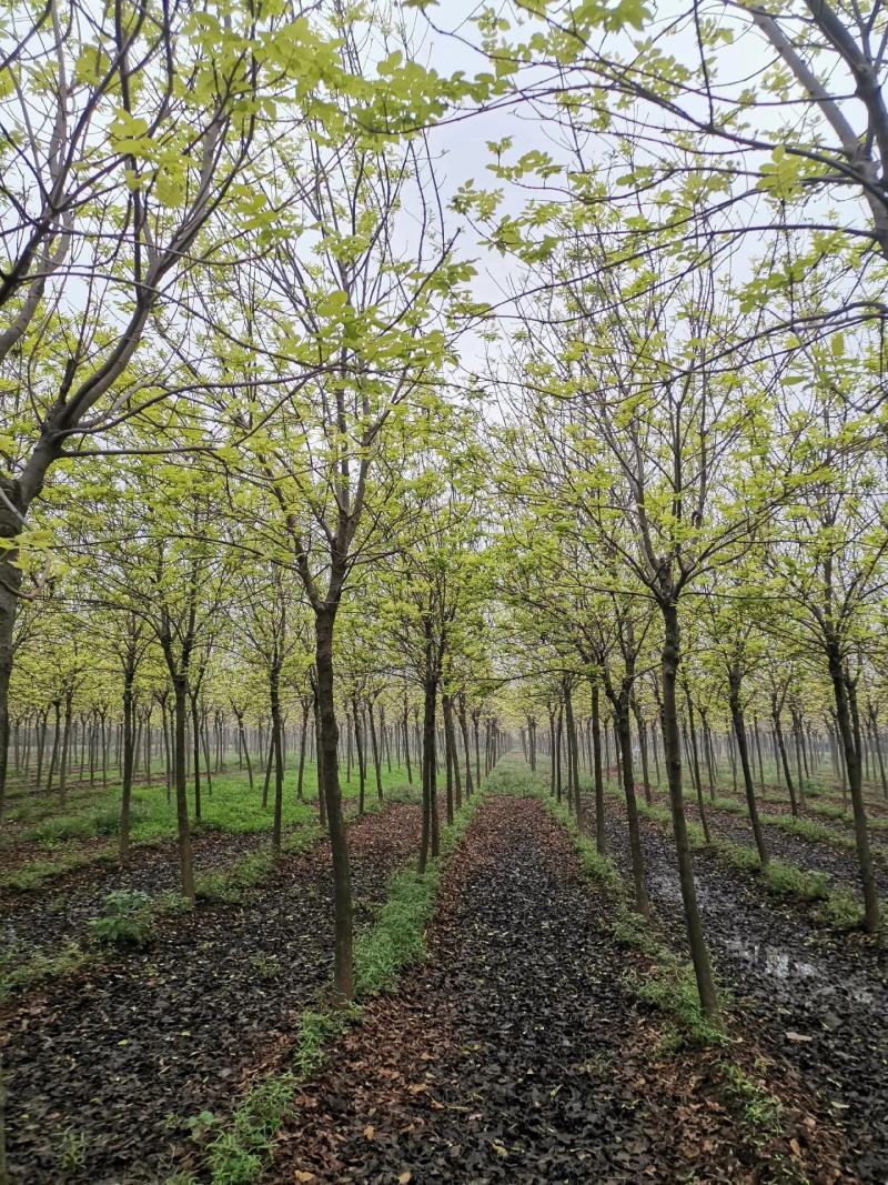 金叶白蜡3公分5公分8公分10公分规格齐全
