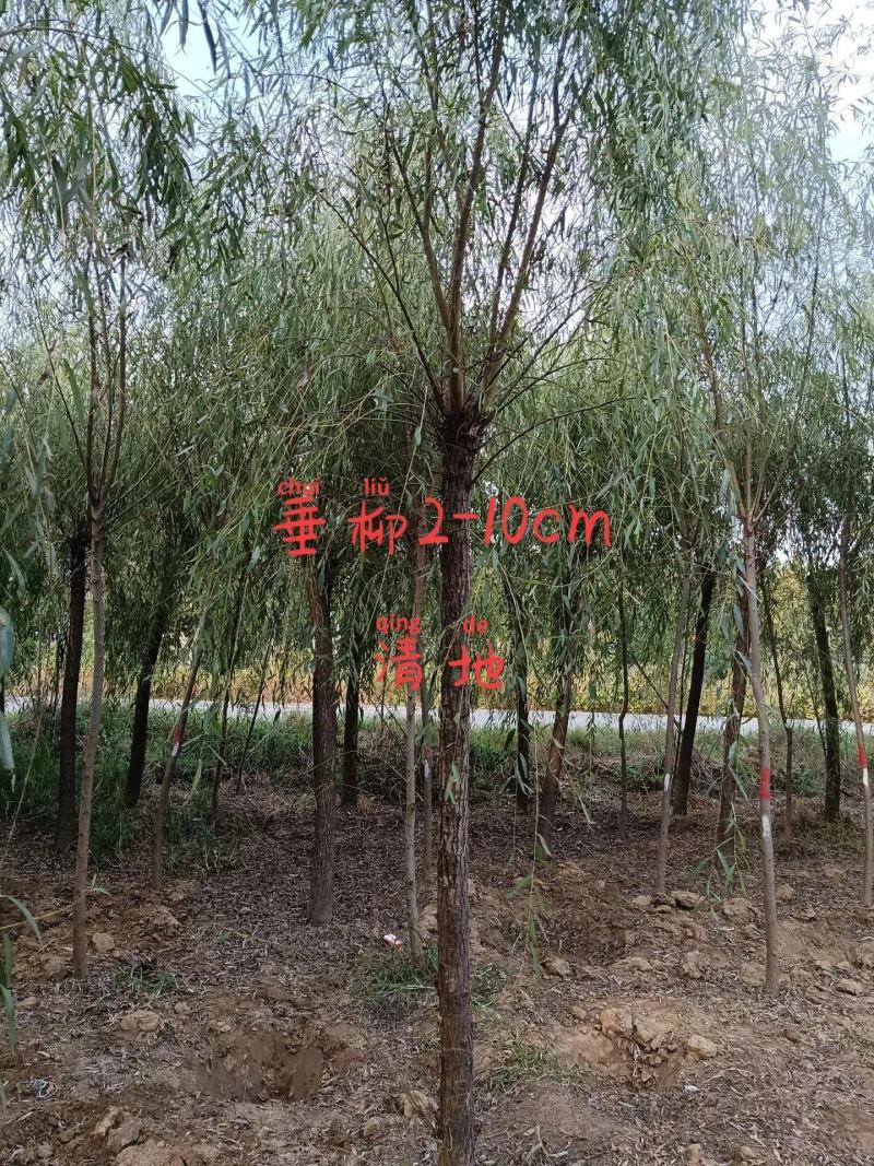 金丝垂柳3公分5公分8公分10公分规格齐全大量