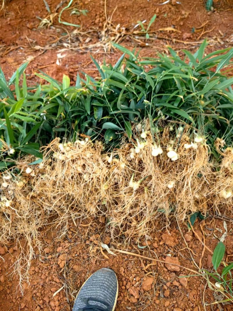 厂家直销优质黄精苗，品种齐全，价格优惠，质量保证。