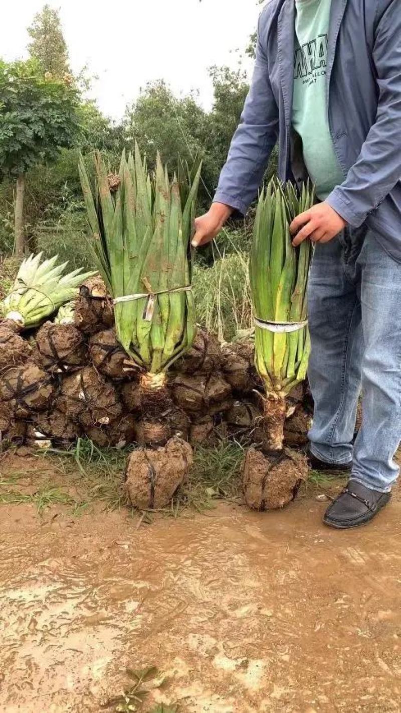 剑麻苗规格齐全大量现货工程绿化剑麻苗