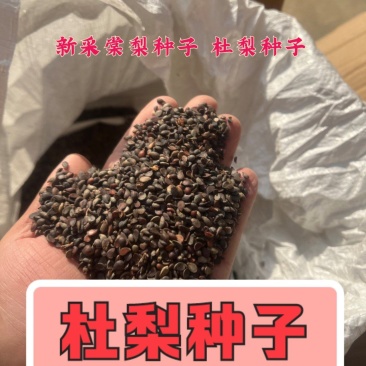 棠梨种子杜梨种子野梨海棠梨种子，成活率高，