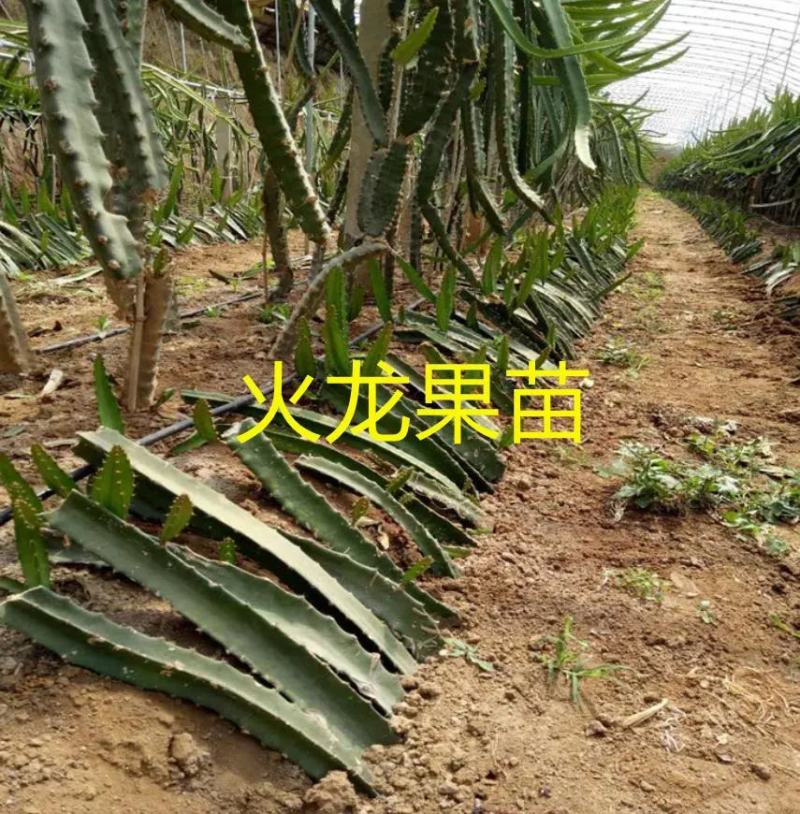 火龙果苗规格齐全大量现货品种纯正优质低价