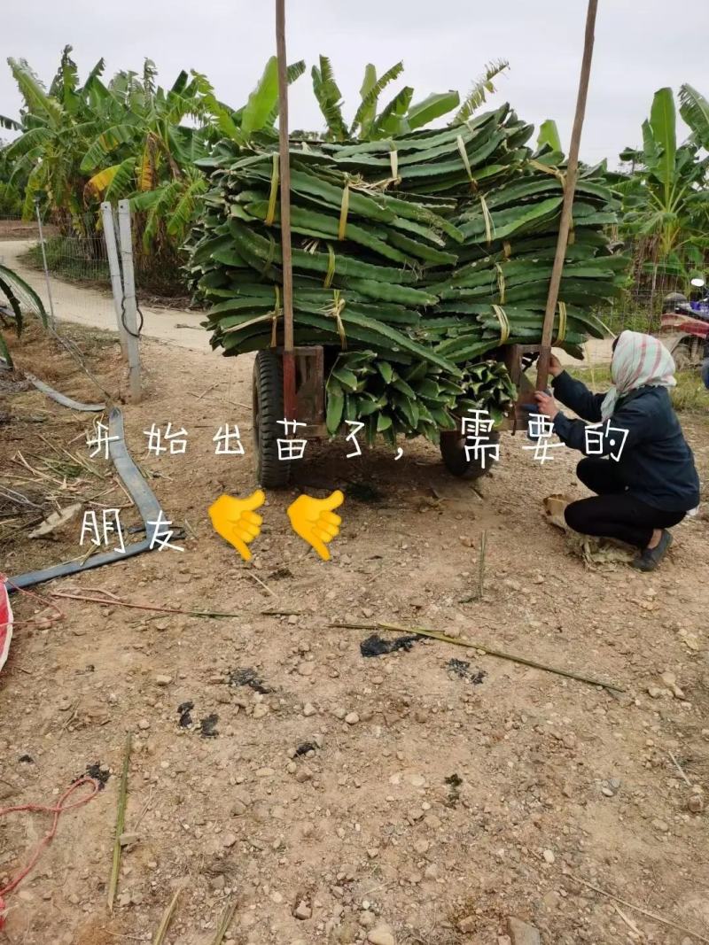 火龙果苗规格齐全大量现货品种纯正优质低价