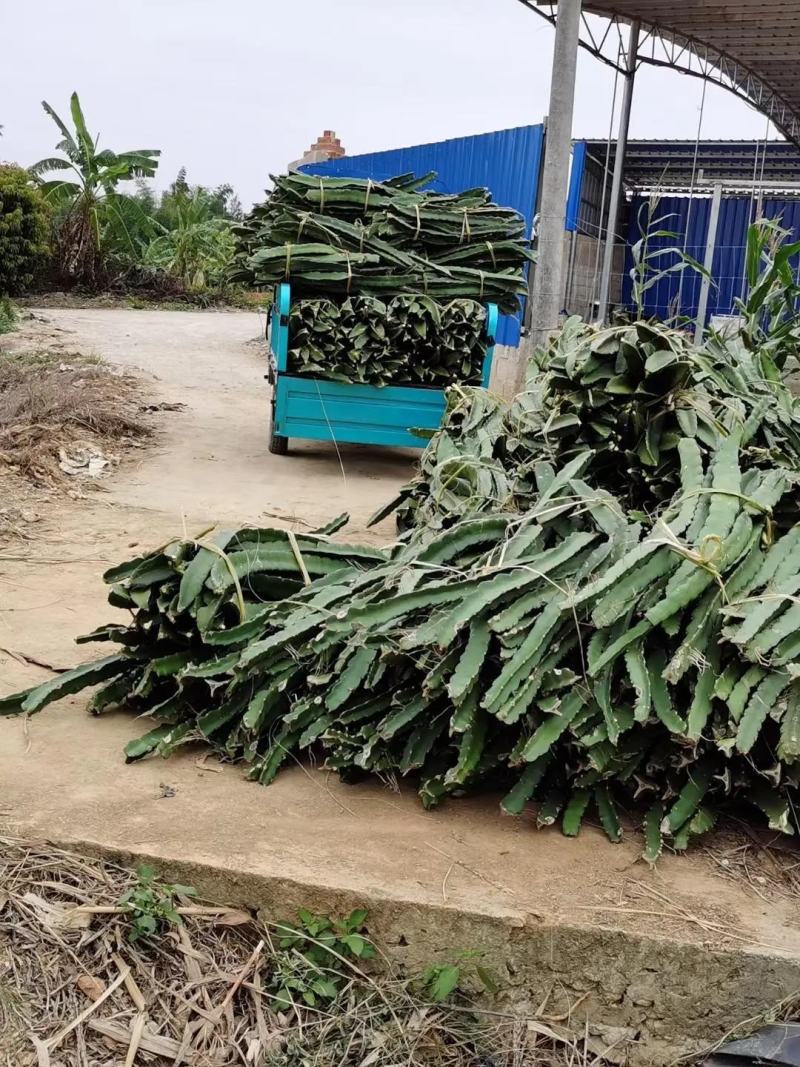 火龙果苗规格齐全大量现货品种纯正优质低价