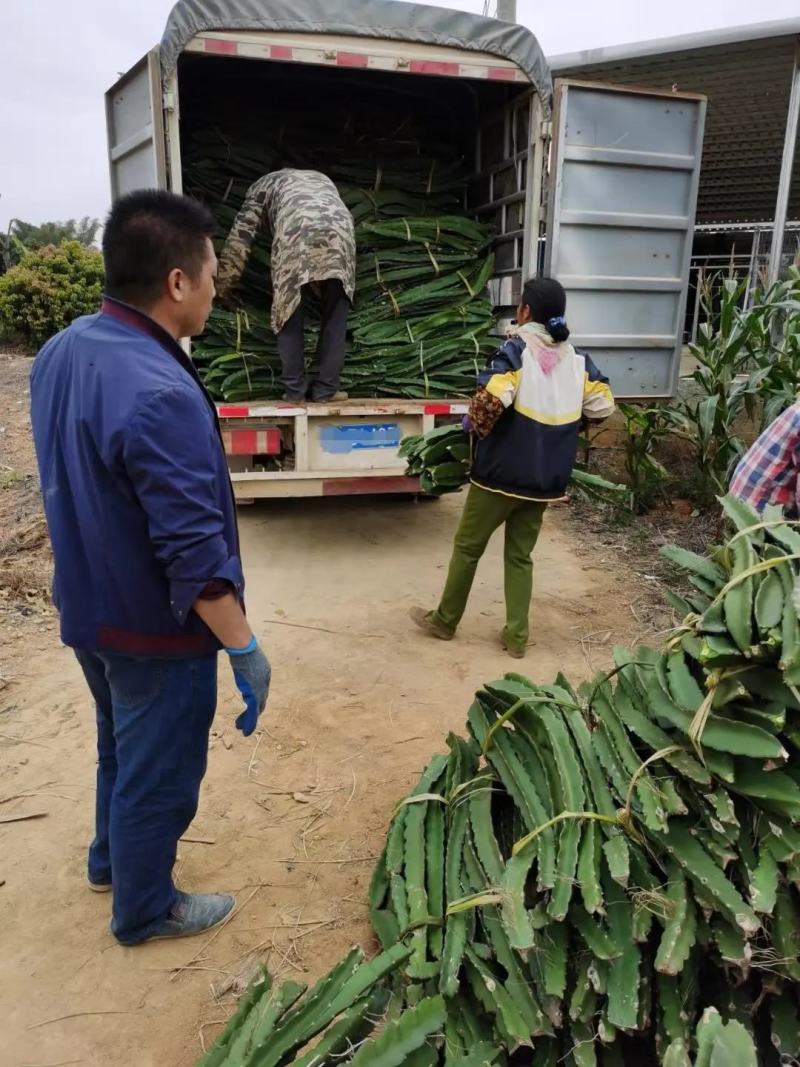 火龙果苗规格齐全大量现货品种纯正优质低价