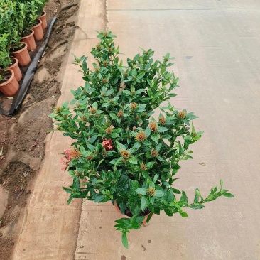 龙船花小苗规格齐全大量现货批发零售