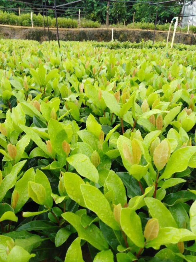 龙船花小苗规格齐全大量现货批发零售
