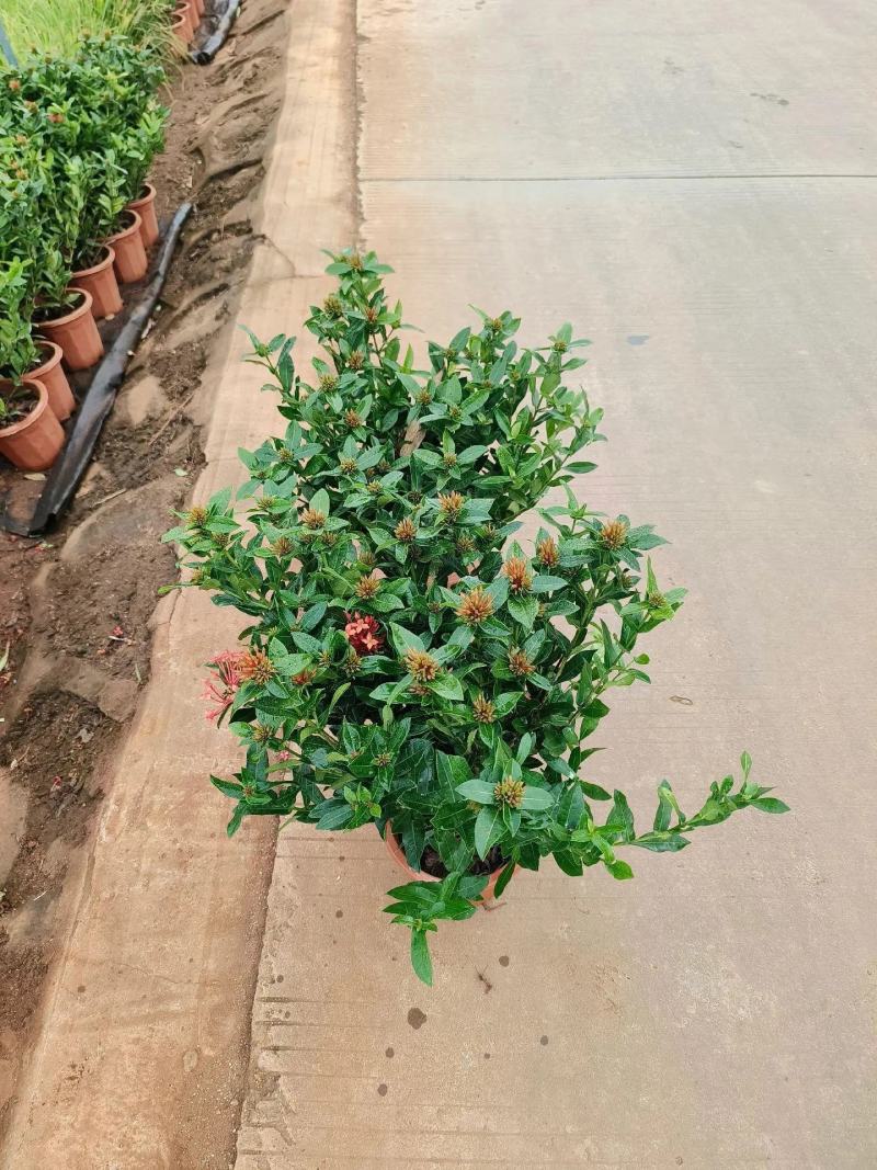 龙船花小苗规格齐全大量现货批发零售