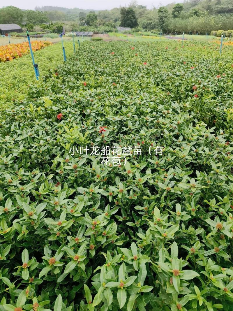 龙船花小苗规格齐全大量现货批发零售