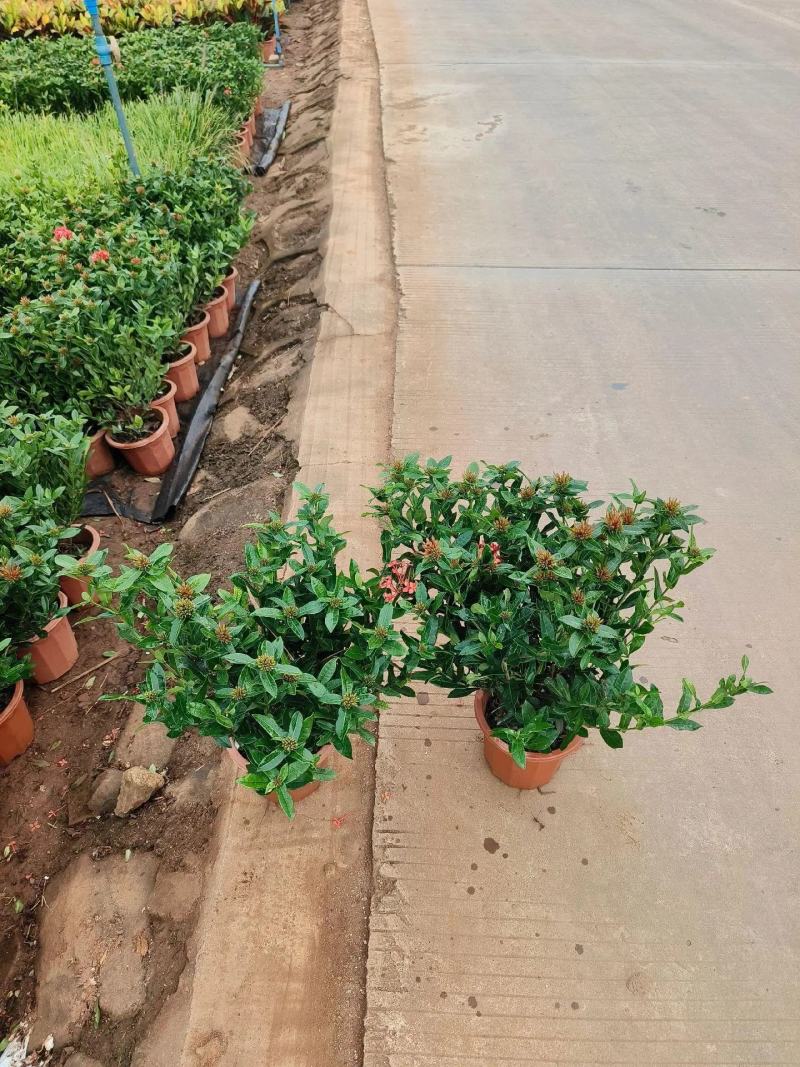 龙船花小苗规格齐全大量现货批发零售