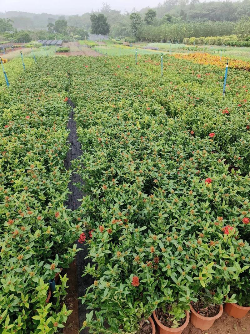 龙船花小苗规格齐全大量现货批发零售