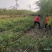柳树苗3公分5公分8公分10公分规格齐全