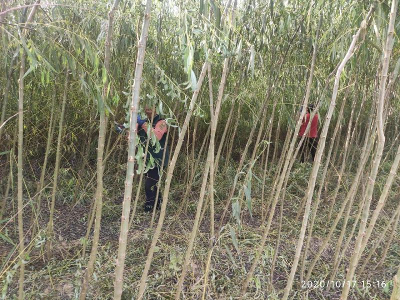 柳树苗3公分5公分8公分10公分规格齐全
