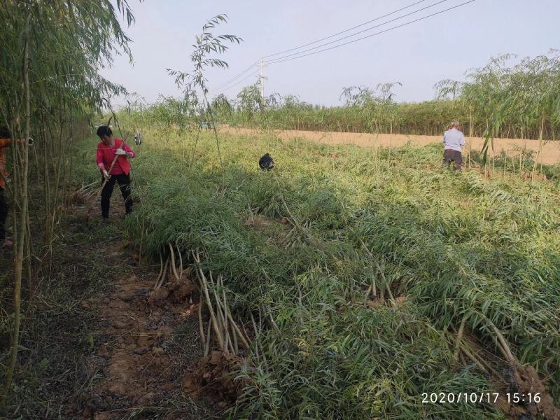 柳树苗3公分5公分8公分10公分规格齐全