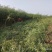 柳树苗3公分5公分8公分10公分规格齐全