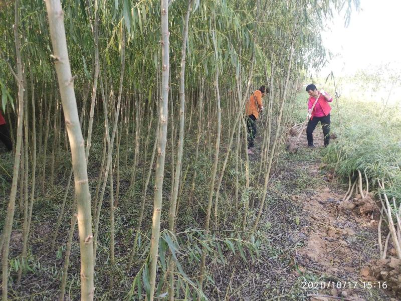 柳树苗3公分5公分8公分10公分规格齐全