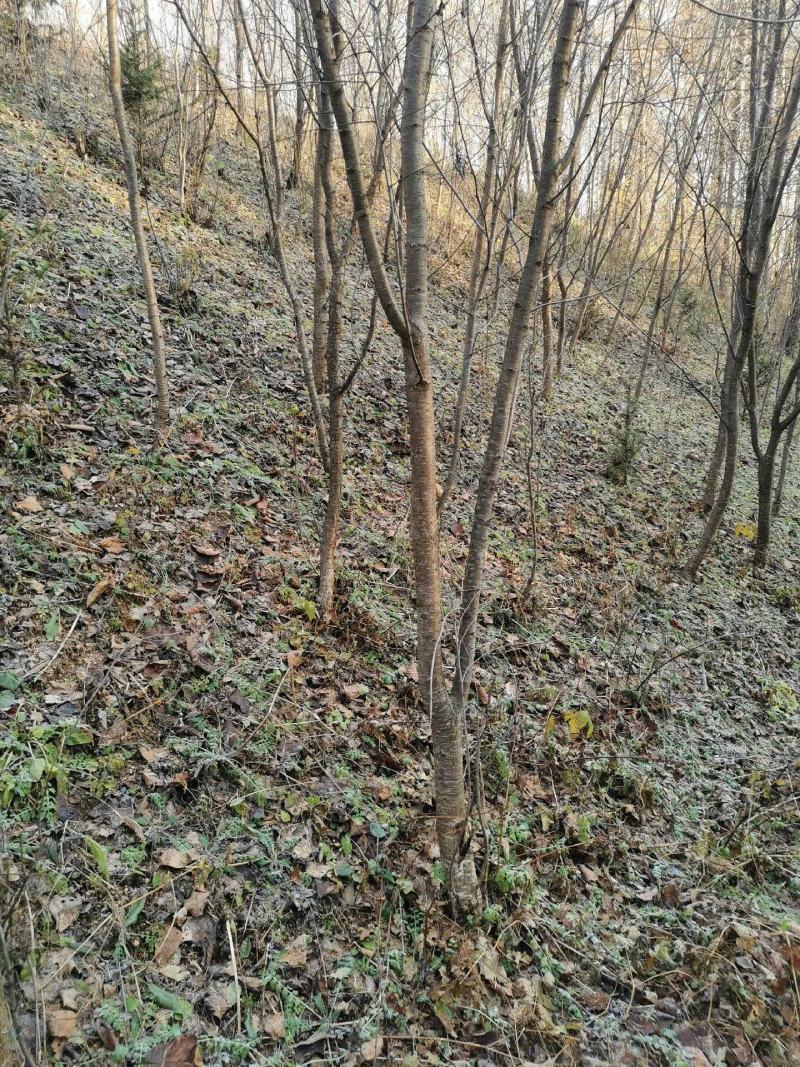 冷香玫瑰杯苗地栽苗规格齐全大量现货