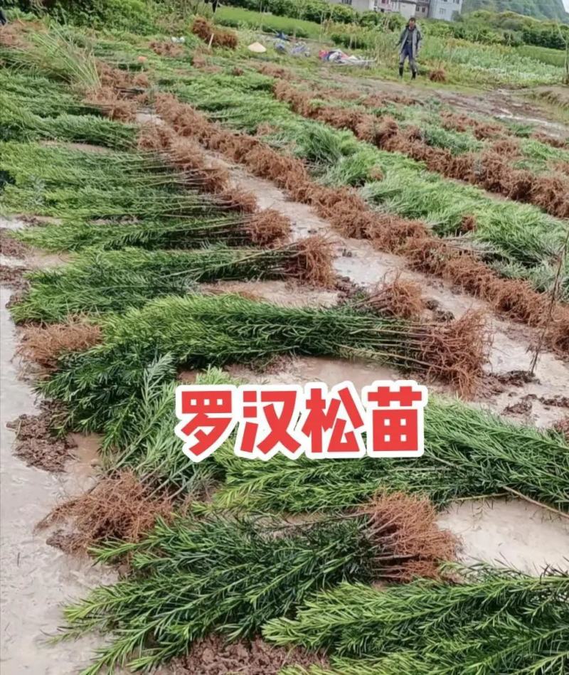 罗汉松苗规格齐全大量现货杯苗小苗地栽苗