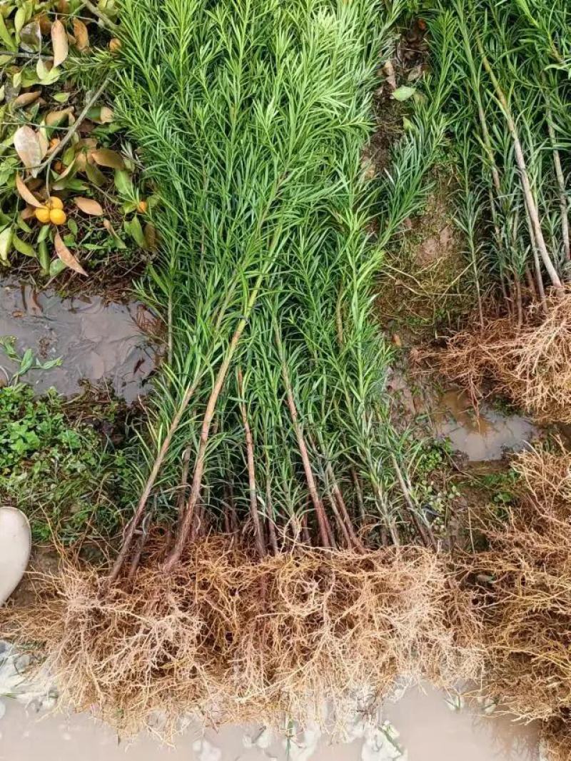 罗汉松苗规格齐全大量现货杯苗小苗地栽苗