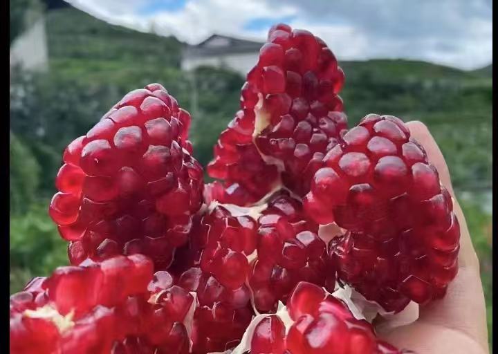 石榴入菜示意图