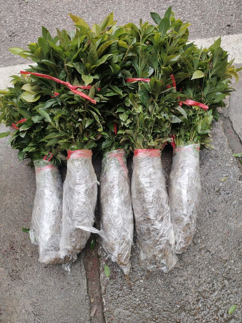 正宗金丝楠木苗，楠木苗，楠木小苗，100棵起拍，包邮。