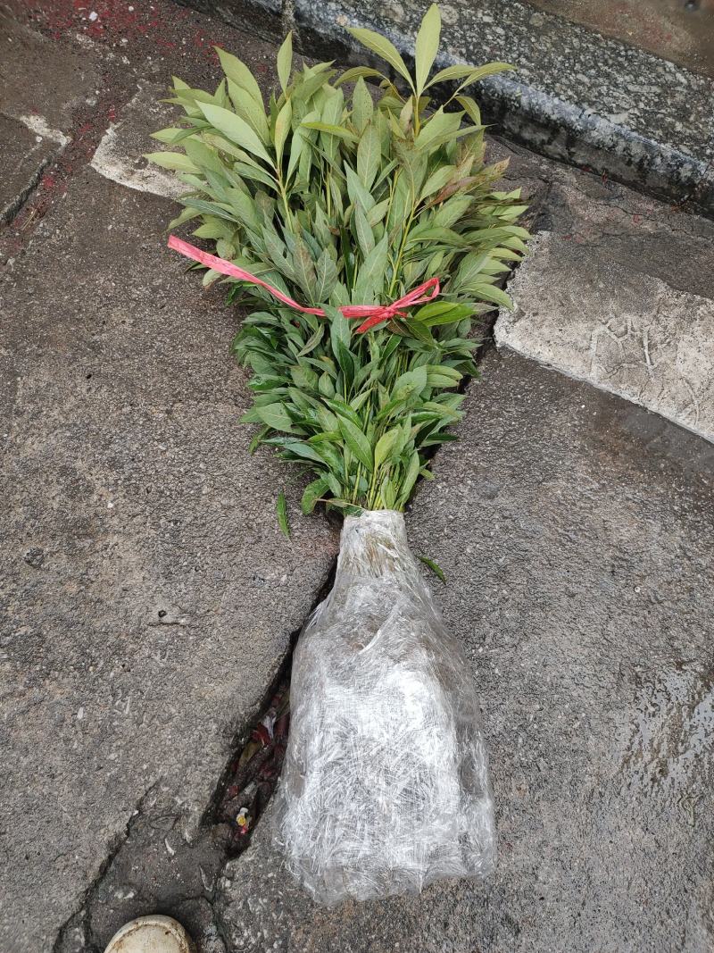 正宗金丝楠木苗，楠木苗，楠木小苗，100棵起拍，包邮。