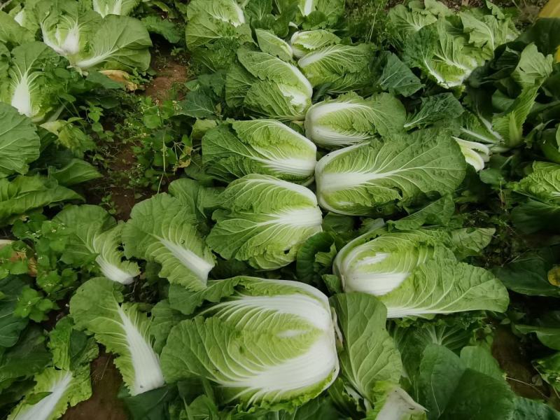 大山咔咔里的白菜，能不能卖到全国各地