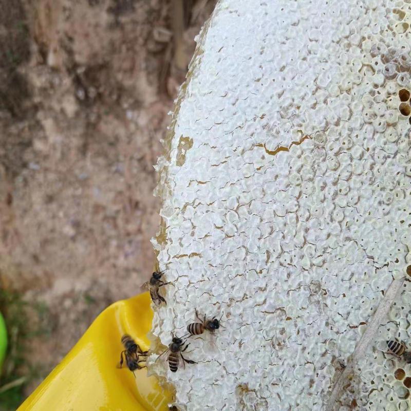 深山土蜂蜜无任何添加包邮量大从优