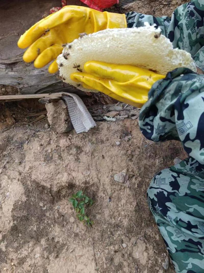 深山土蜂蜜无任何添加包邮量大从优