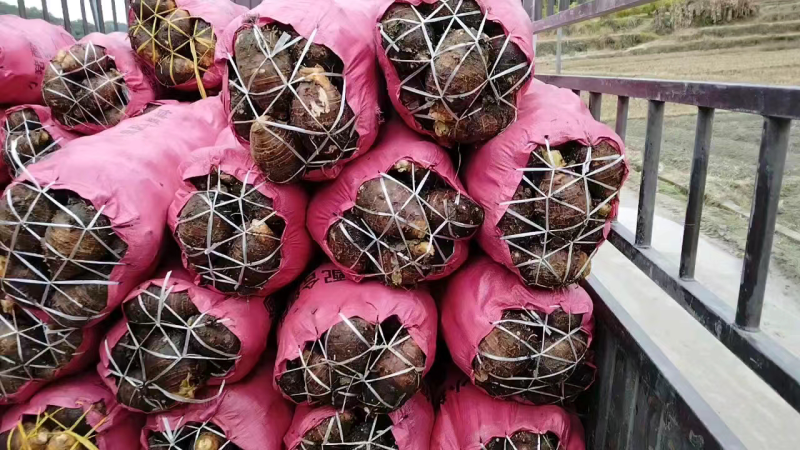 芋头，香芋，产地直发，大量供应，欢迎采购
