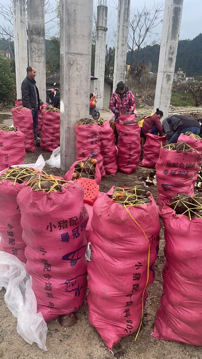 芋头，香芋，产地直发，大量供应，欢迎采购