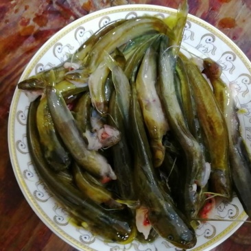 冷水稔鱼山稔鱼