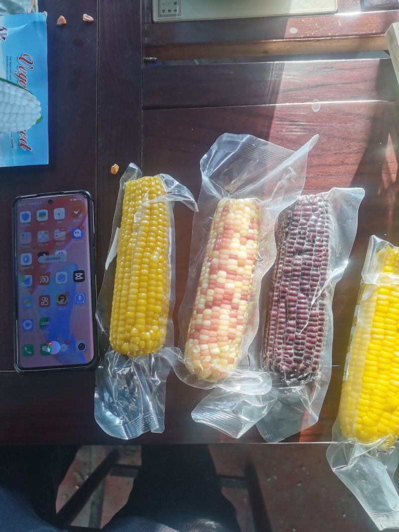 【精品甜玉米】厂家源头直销香甜玉米棒好的不得了产地直发