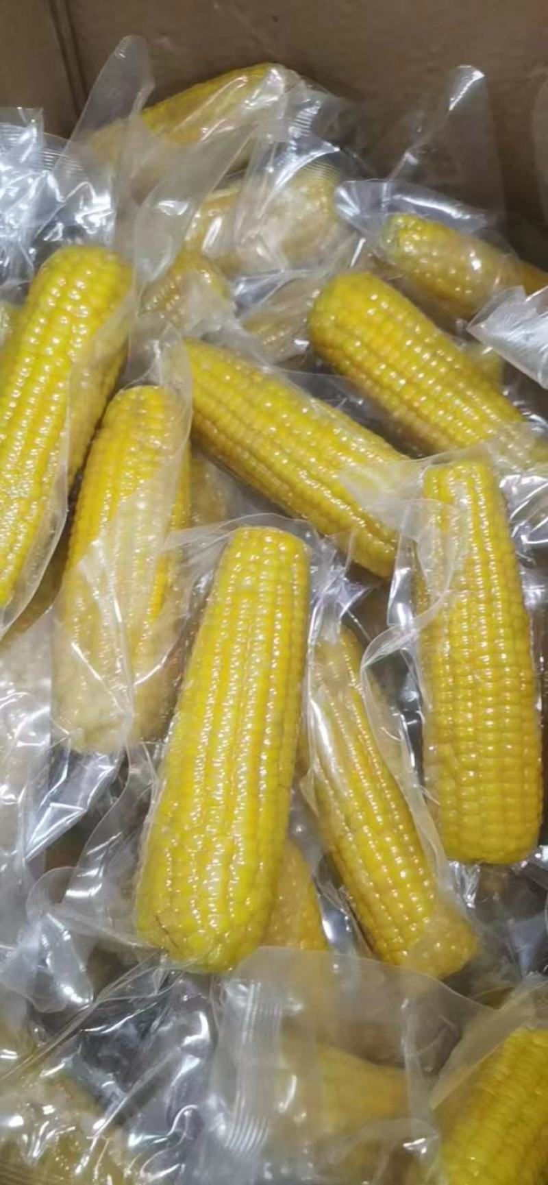 【精品甜玉米】厂家源头直销香甜玉米棒好的不得了产地直发
