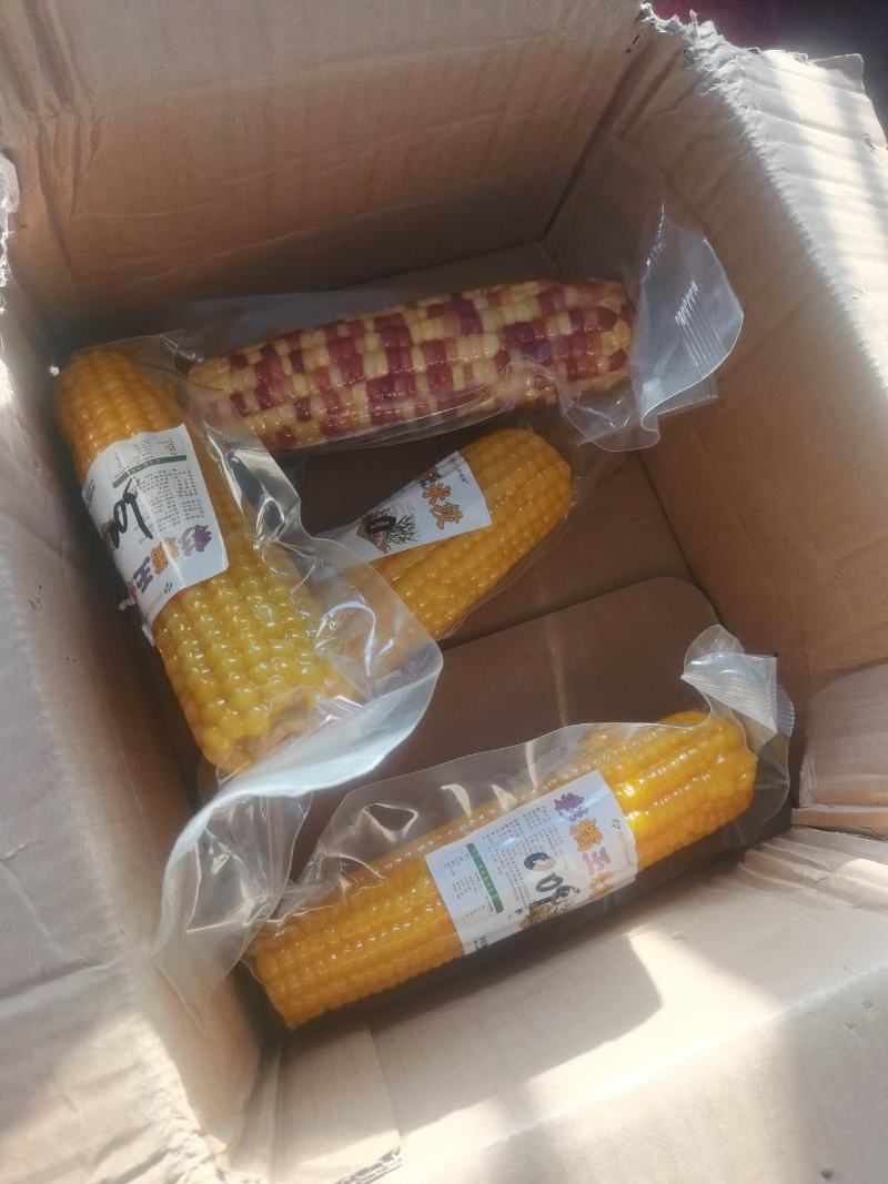 【精品甜玉米】厂家源头直销香甜玉米棒好的不得了产地直发