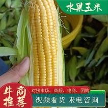 【牛商推荐】水果玉米大量上市产地直发价格可谈