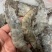 南美白虾盐冻大虾