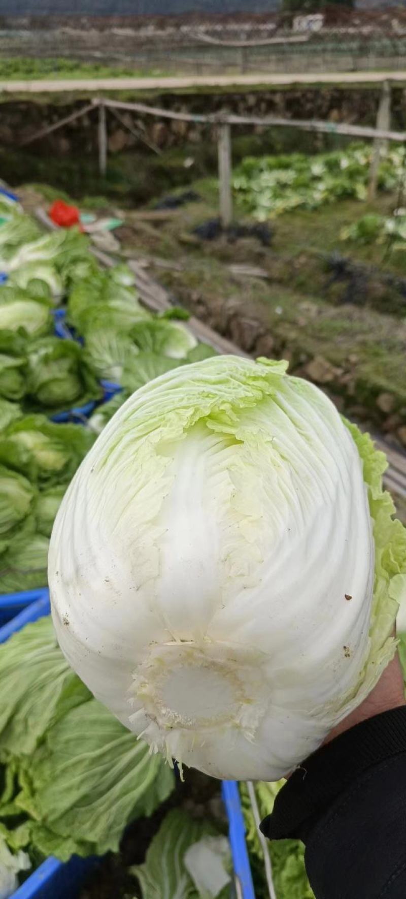 黄心大白菜