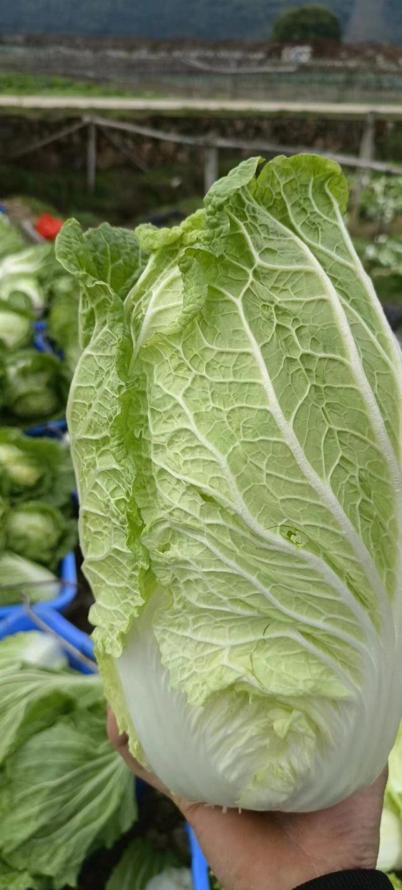 黄心大白菜