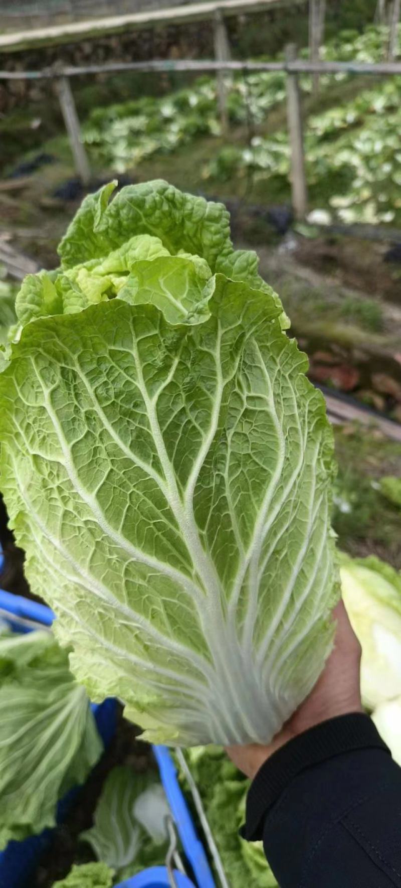 黄心大白菜