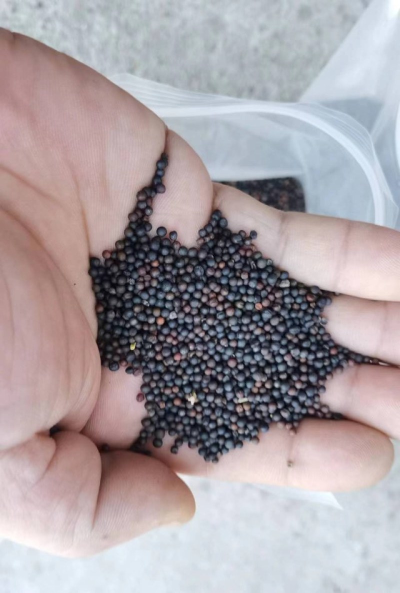 优质菜籽低价批发。含油48以上菜籽，满洲裡装车油色80
