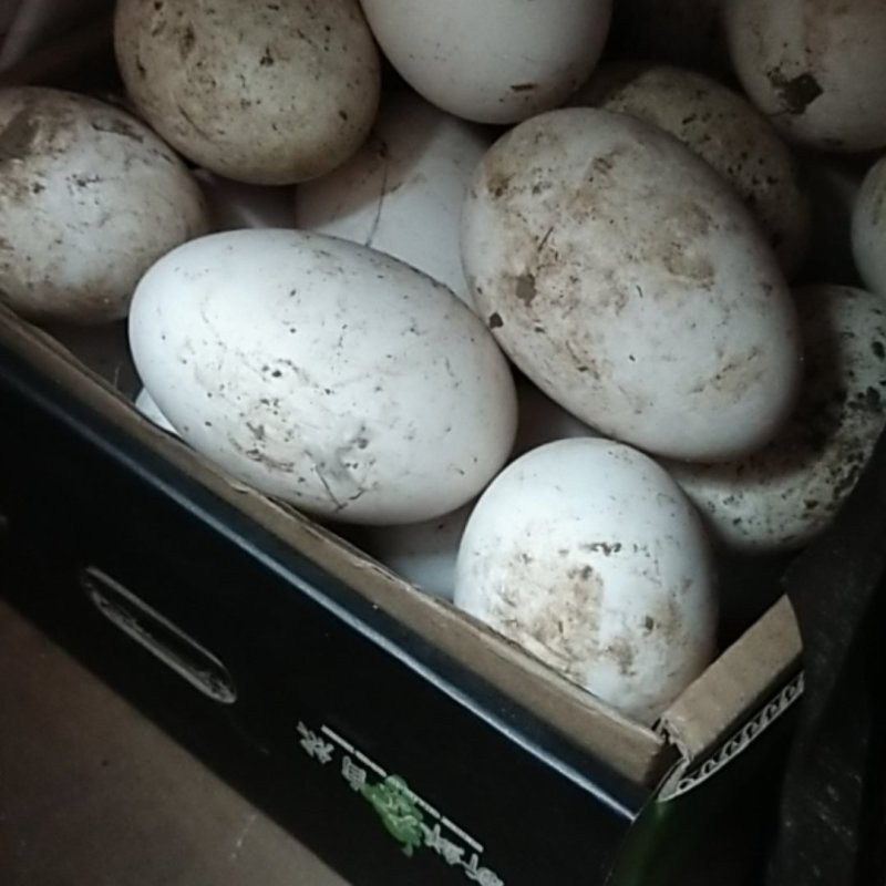 散养鹅蛋，无公害食品，数量不多，天天有！