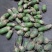 大量供应已上产品，价格美丽