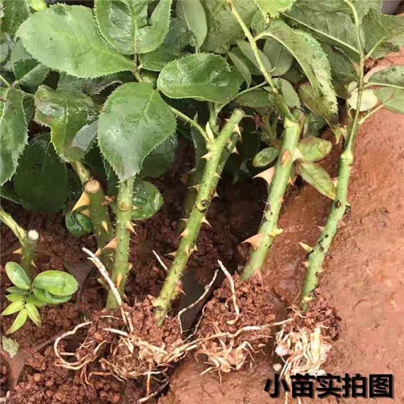 云南昆明斗南玫瑰苗/粉色系玫瑰苗/爱莎玫瑰苗/大花型